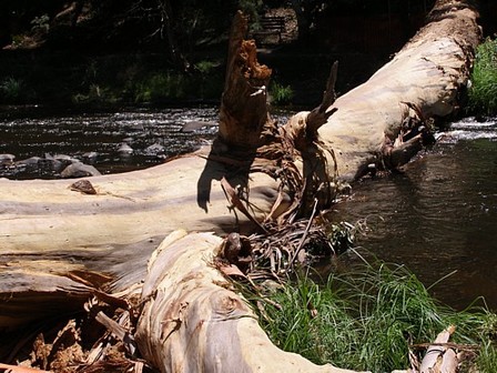 Giant Mountain Ash falls in Warburton