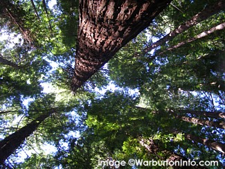 Redwood Forest Warburton