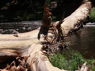 Giant gum tree falls in Warburton - Sunday Jan 13, 2013