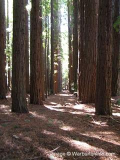 The Big Redwoods