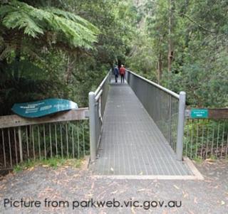 Rainforest Gallery - About 8kms / halfway up to Mt Donna Buang - Viewing Platform + optional 350m walk