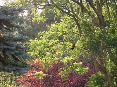 Garden View with bird - Warburton