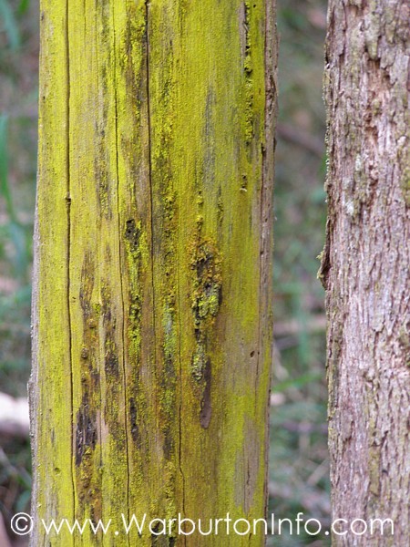 Bright green mould on a tree - Richards Tramway Walk