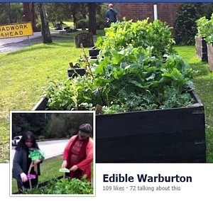 COMPLETED: August 25 at 11:00am - Edible Warburton - Working Bee