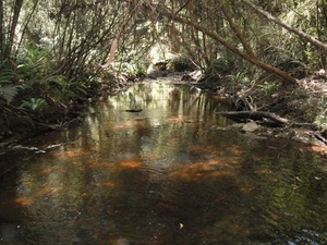 Upper Yarra Landcare