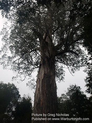 The Ada Tree - Approx 26km SE of Warburton