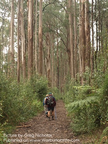 Ada Tree Warburton - Photo by Greg Nicholas