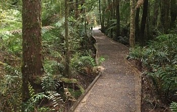 Go to local walks page Ada Tree Walk Image