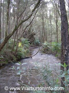 Big Pats Creek - Fallen tree near the river