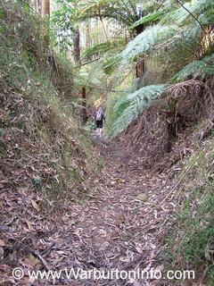 Richards Tramway Walk - Big Pats Creek / Warburton