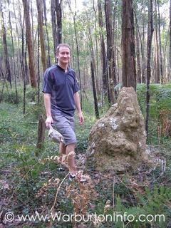 Termite mound beside Richards Tramway Walk