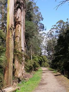 Cycling in Warburton - OShannassy Aqueduct Trail + Warburton Lilydale Rail Trail