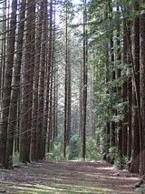 Local walks